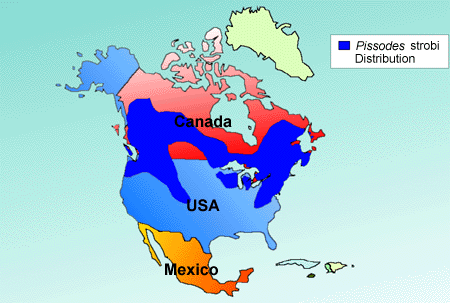 Map of Weevil Distribution in North America