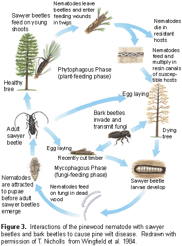 Figure 3.  Interactions of the pinewood nematode with sawyer beetles and bark beetles to cause pine wilt disease.  Redrawn with permission of T. Nicholls  from Wingfield et al. 1984.