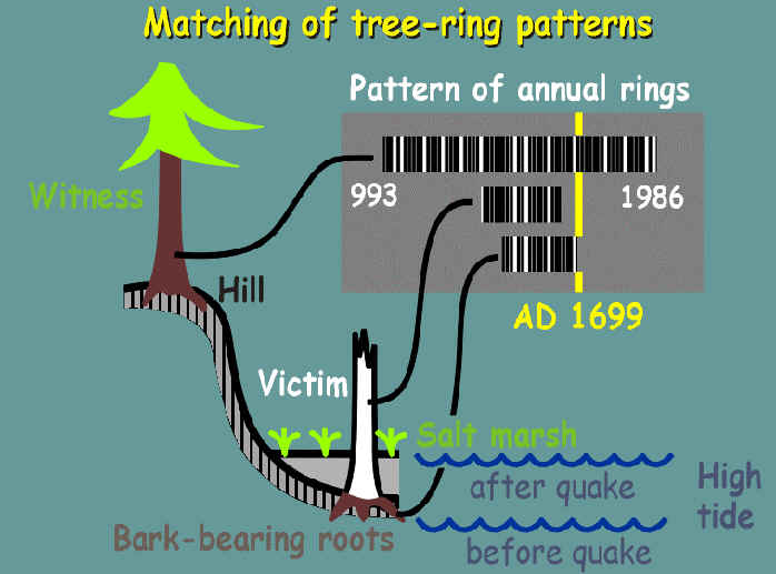 tree-ring2.jpg (36406 bytes)